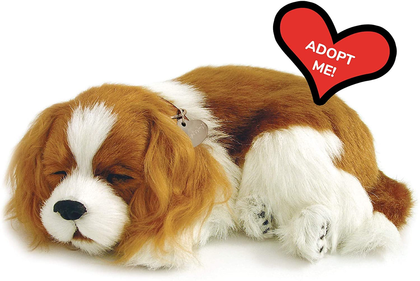 Cavalier King Charles