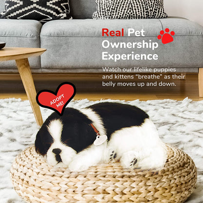 Shih Tzu Perfect Petzzz