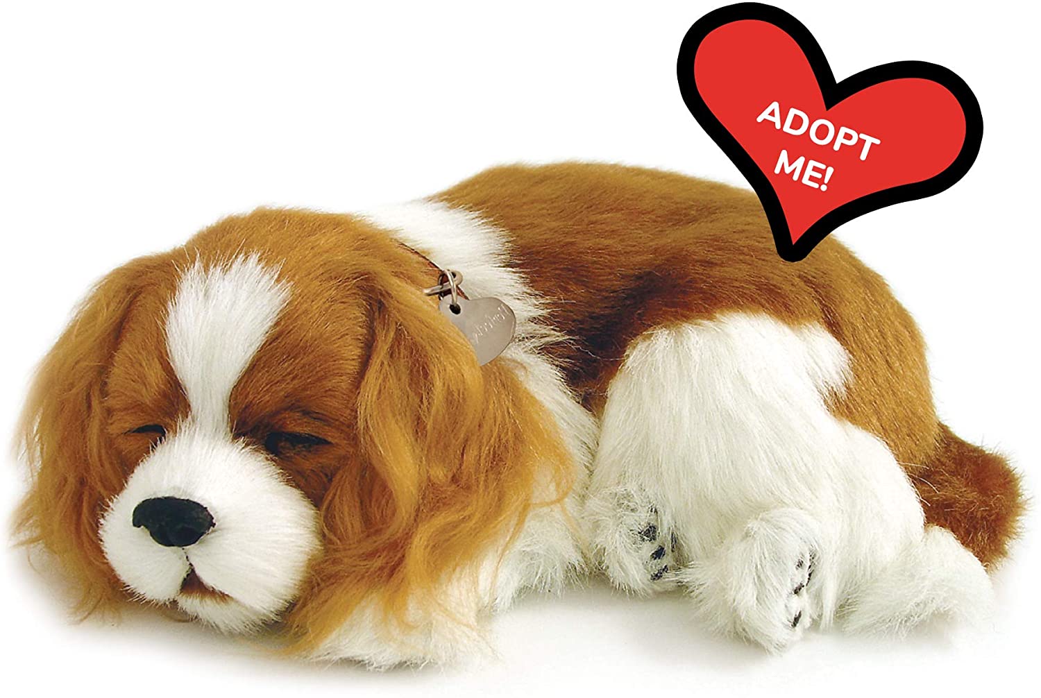 Cavalier King Charles