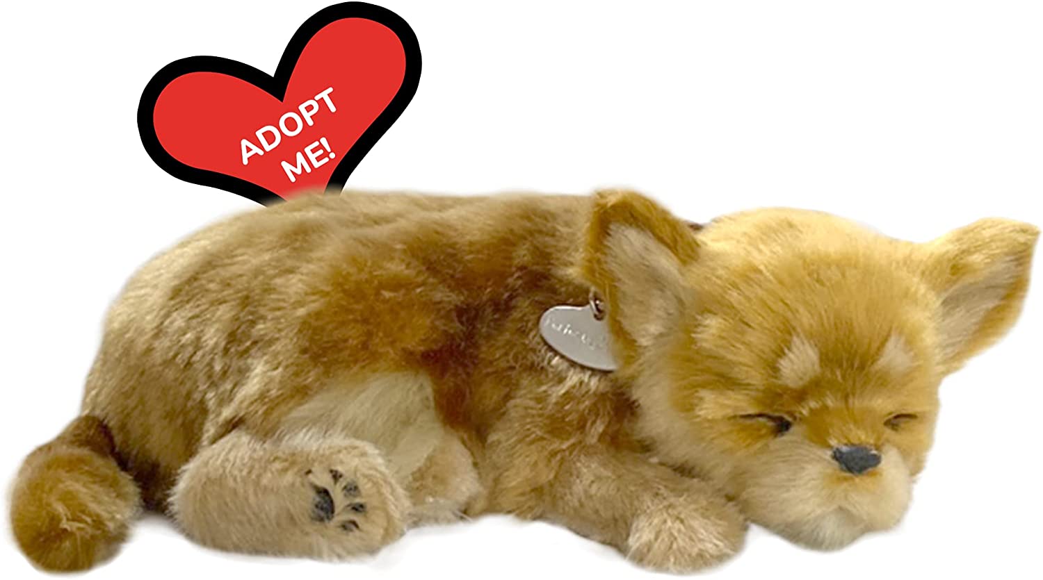 Chihuahua Dog Perfect Pet