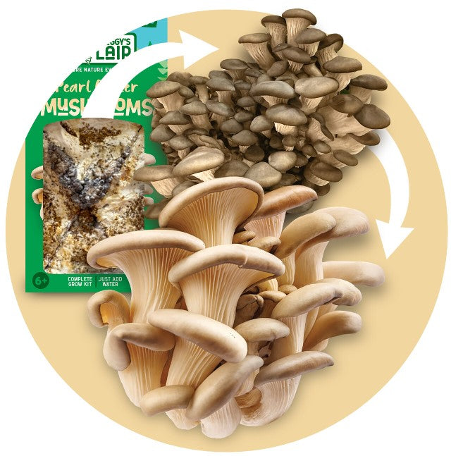 Pearl Oyster Mushroom Kit