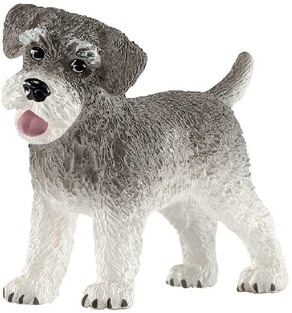 Dog Miniature Schnauzer