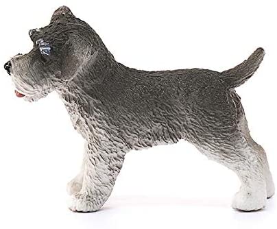 Dog Miniature Schnauzer