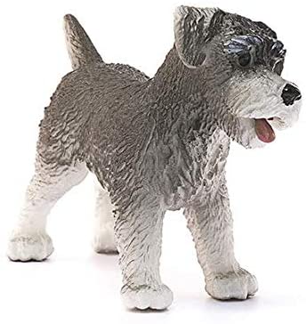 Dog Miniature Schnauzer