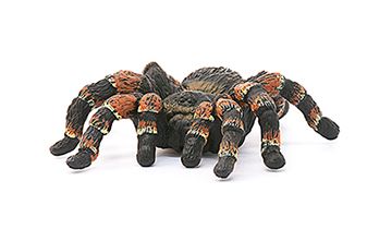 Tarantula Spider