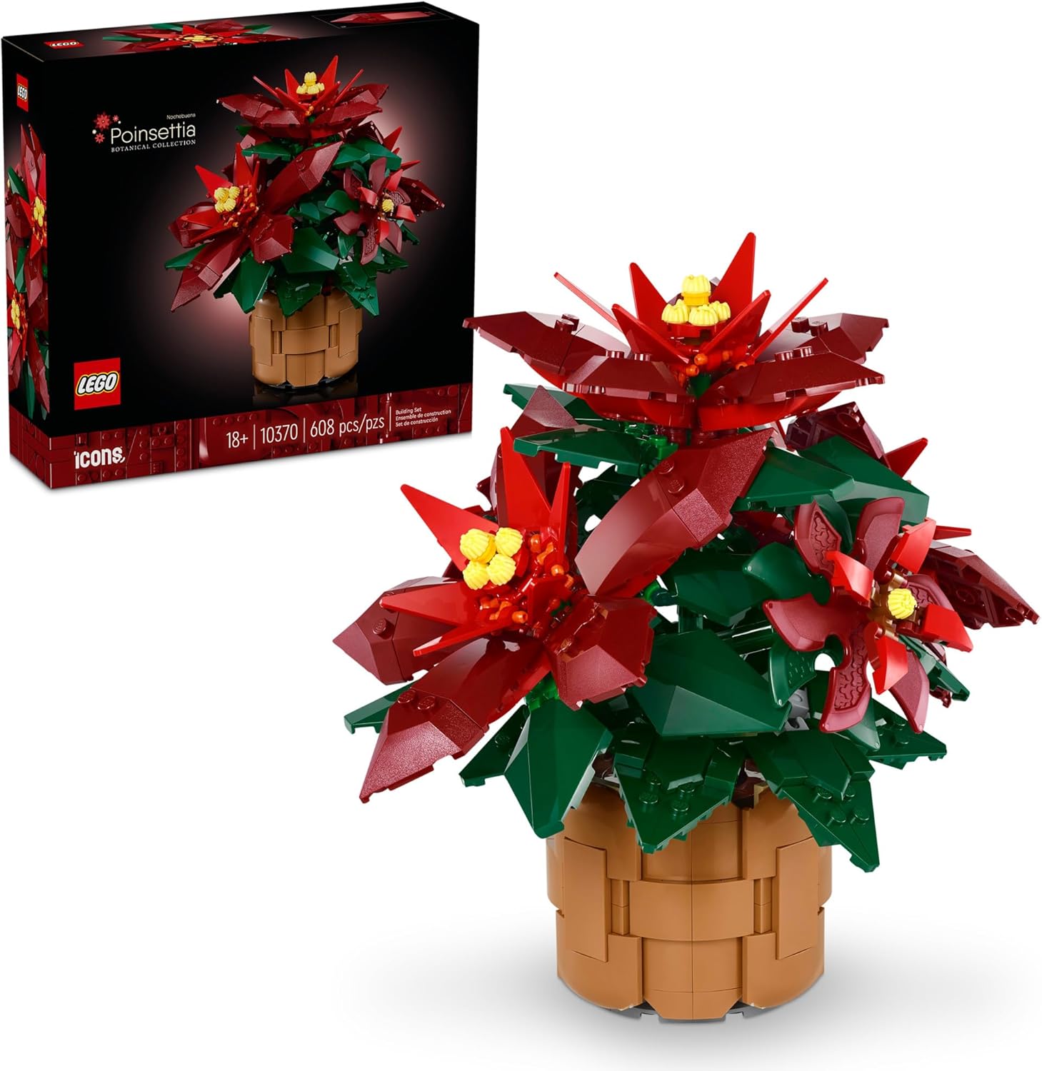 Poinsettia