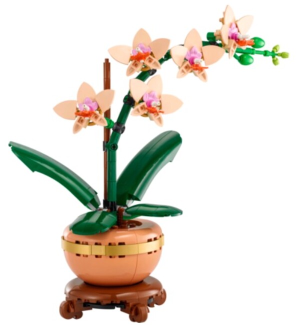 Mini Orchid